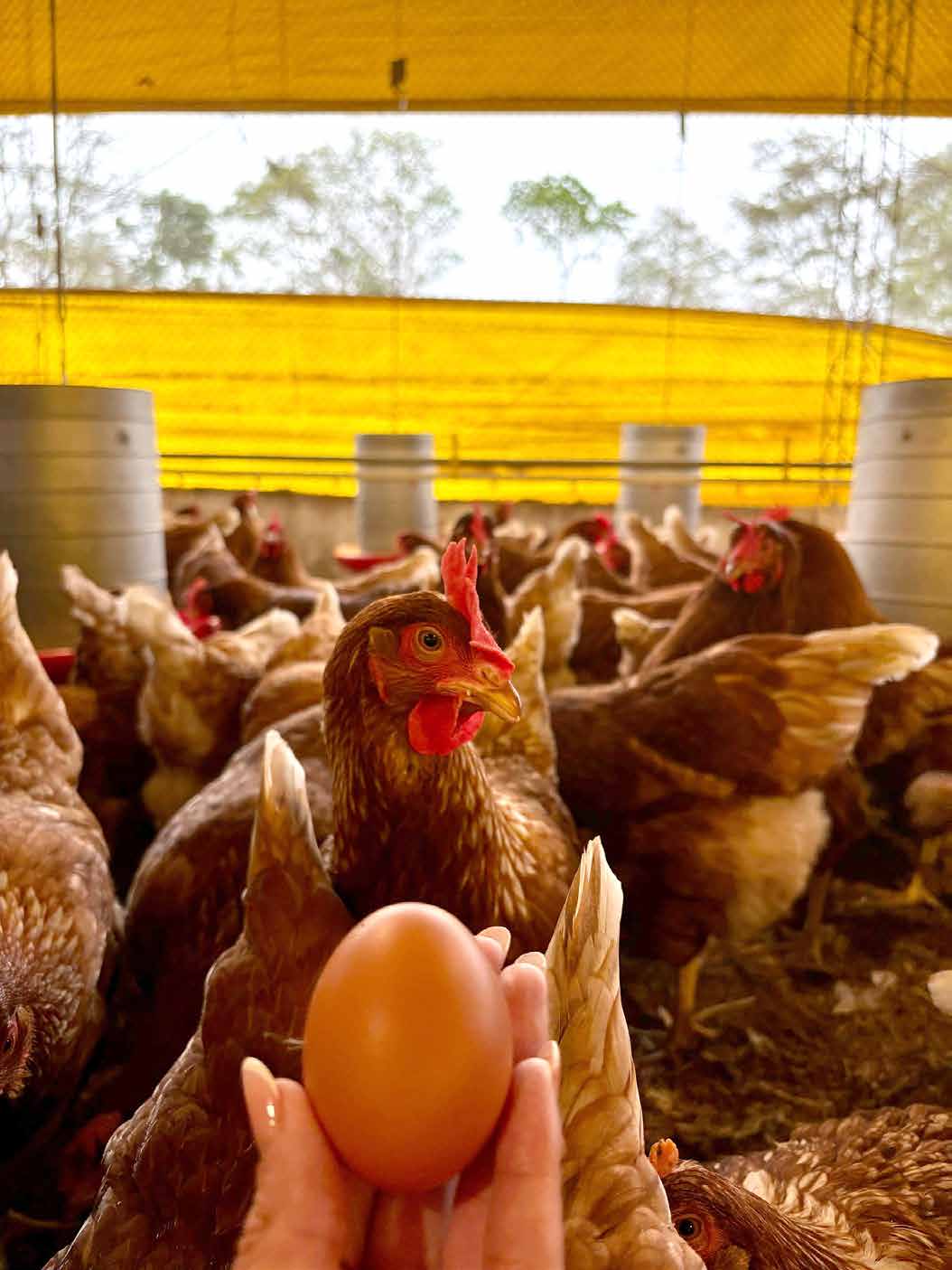 Gallinas ponedoras con huevo fresco