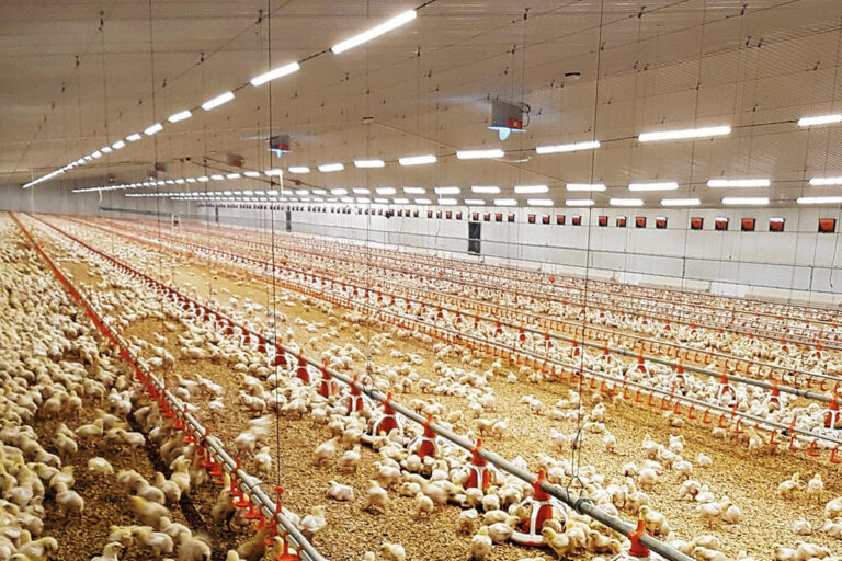 Nutrición para gallinas ponedoras: la guía práctica del productor paraguayo