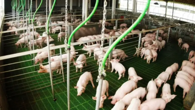 Conversión alimenticia en cerdos: qué es, cómo medirla y cómo mejorarla