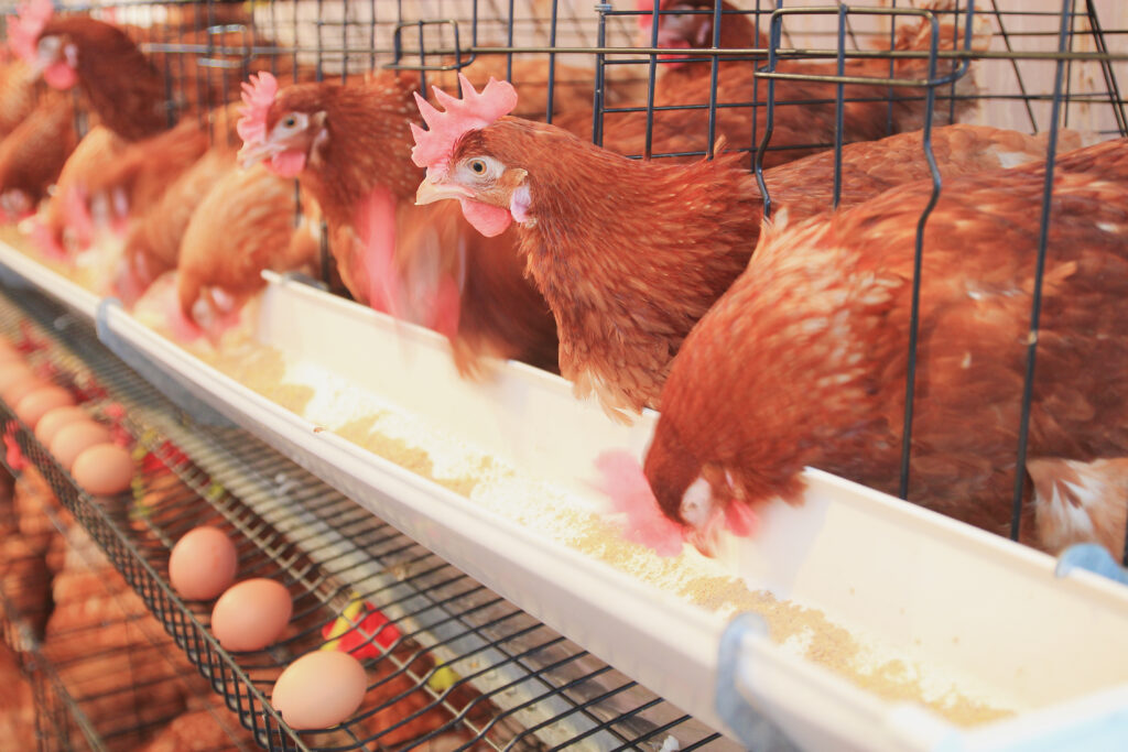 ¿Cuánto come una gallina ponedora por día? La respuesta honesta para el productor paraguayo