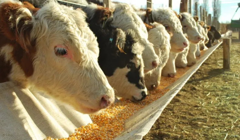 Engorde bovino en Paraguay: cómo la nutrición define la diferencia entre ganar y perder