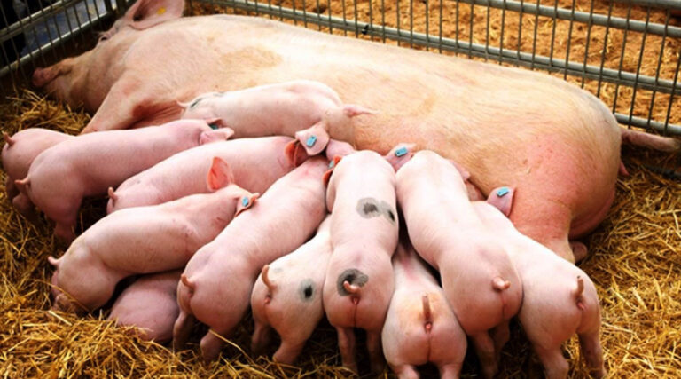 Manejo de la cerda gestante: errores nutricionales que cuestan camadas