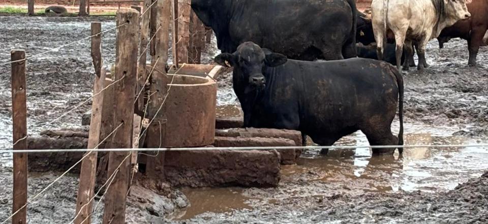 Bovinos en un corral con barro acumulado alrededor del bebedero