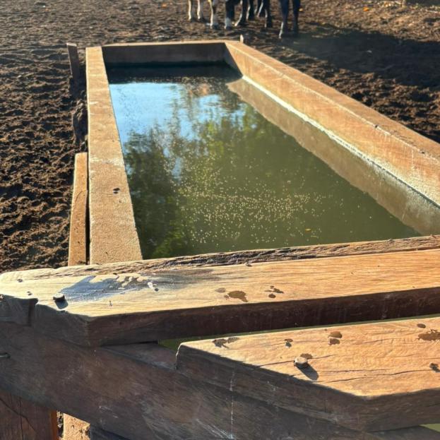 Bebedero con agua verdosa y materia orgánica, deficiencia visible de mantenimiento