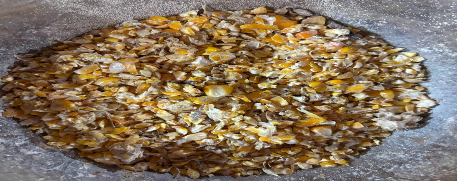 Grano de maíz húmedo procesado con granulometría gruesa y heterogénea