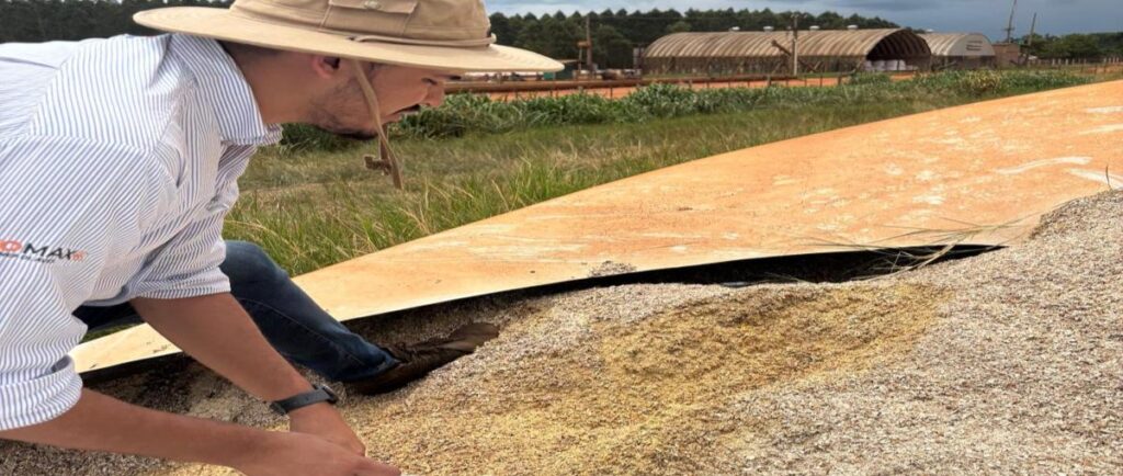 Grano húmedo de calidad: dos puntos clave de éxito en el ensilado