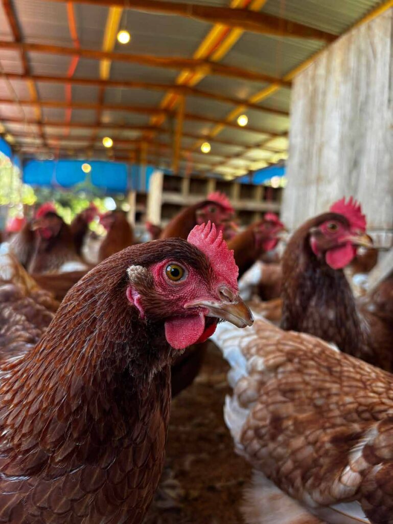 Manejo lumínico en ponedoras comerciales: el programa de luz que define la uniformidad y la producción