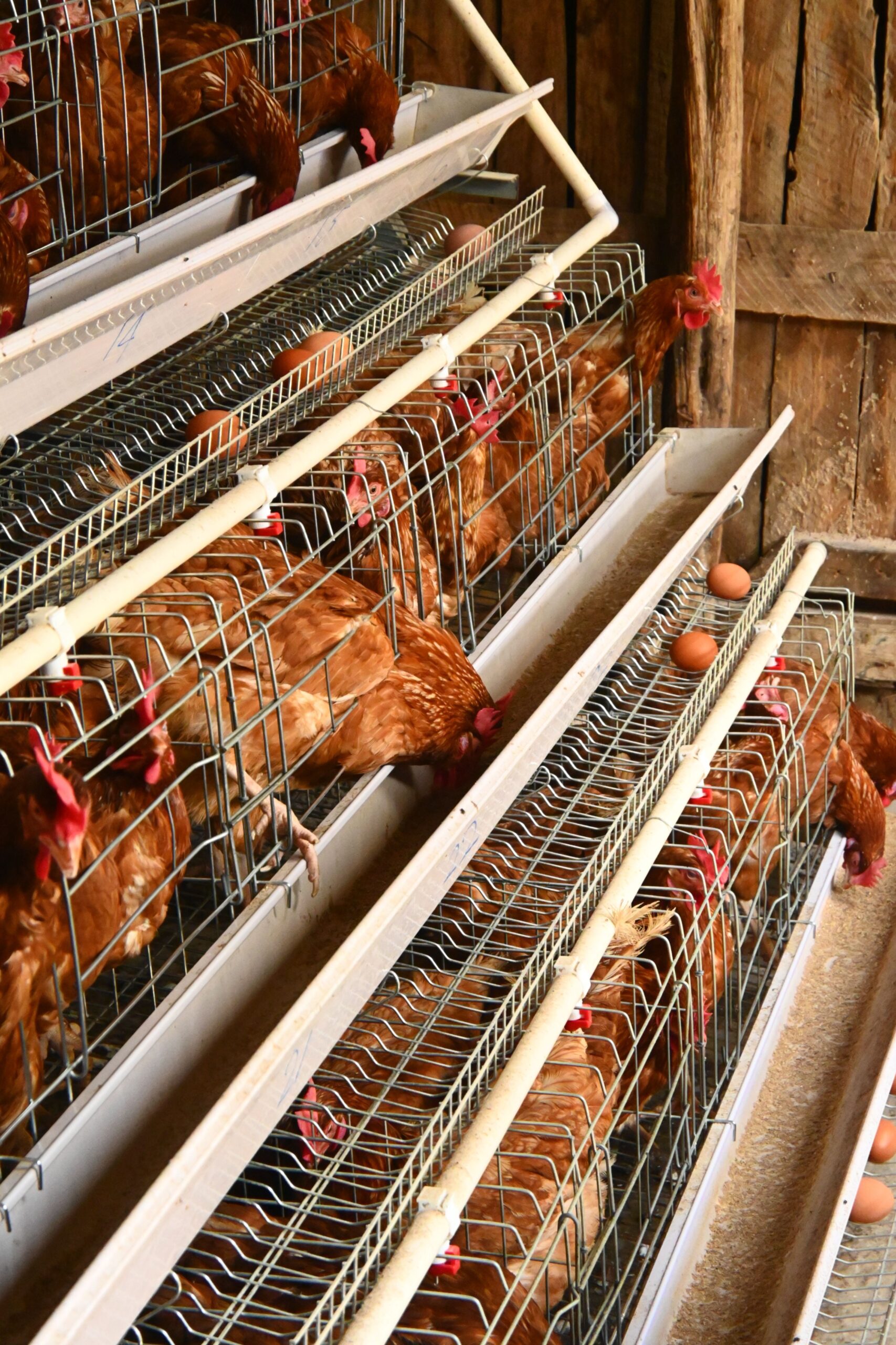 Gallinas ponedoras marrones en sistema de jaulas con huevos visibles en la bandeja